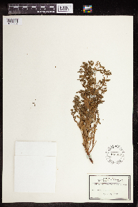 Euphorbia spathulata image