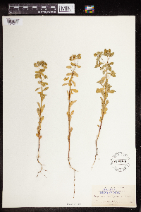 Euphorbia spathulata image