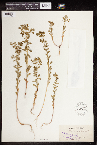 Euphorbia spathulata image