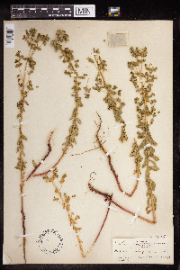 Euphorbia spathulata image