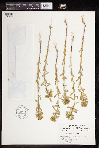 Euphorbia spathulata image