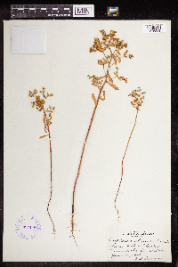 Euphorbia spathulata image