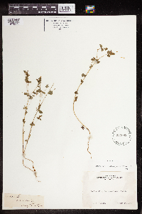 Euphorbia spathulata image