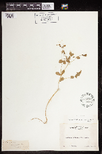 Euphorbia spathulata image