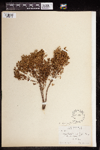 Euphorbia spathulata image