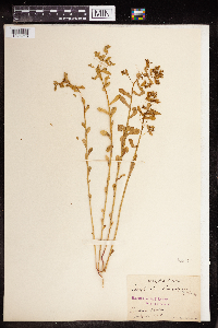 Euphorbia spathulata image