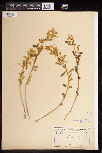 Euphorbia spathulata image