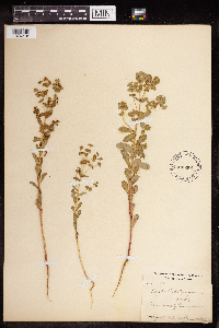 Euphorbia spathulata image