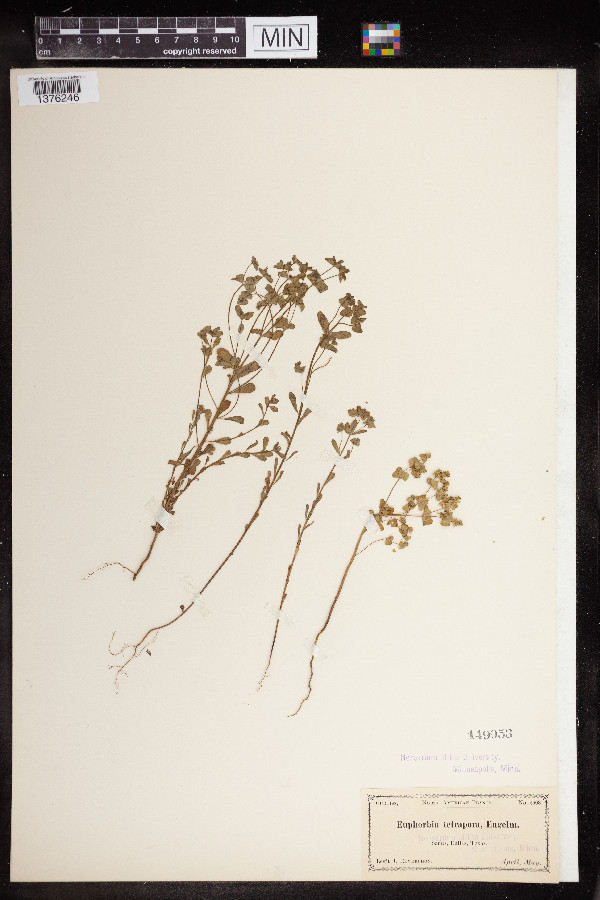 Euphorbia tetrapora image