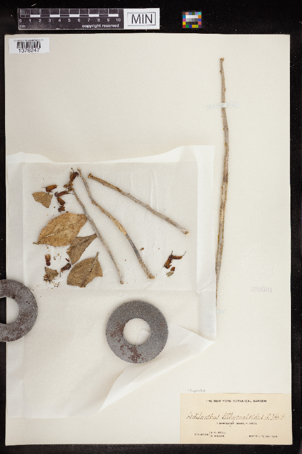 Euphorbia tithymaloides subsp. smallii image