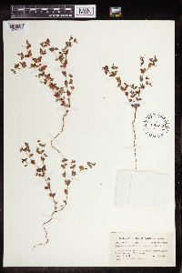 thumbnail image of current specimen