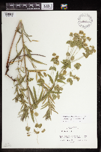 Euphorbia virgata image
