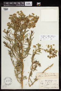 Euphorbia virgata image