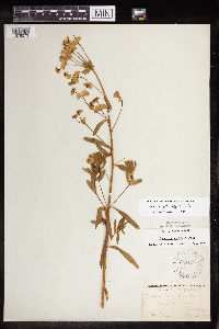 Euphorbia virgata image