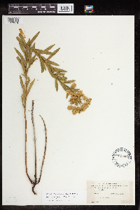 Euphorbia virgata image