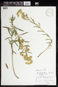 Euphorbia virgata image