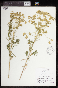Euphorbia virgata image