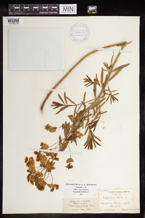 Euphorbia virgata image