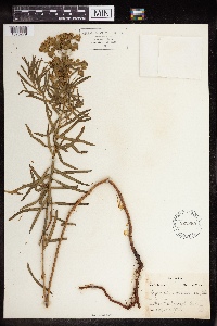 Euphorbia virgata image