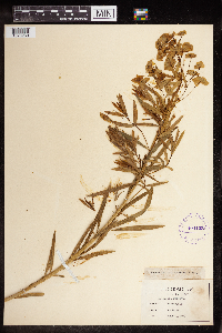 Euphorbia virgata image