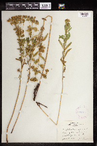 Euphorbia virgata image