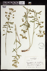 Euphorbia virgata image