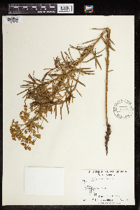 Euphorbia virgata image