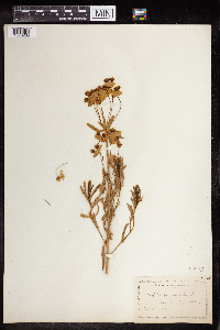 Euphorbia virgata image