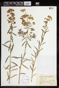 Euphorbia virgata image