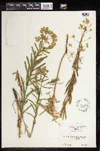 Euphorbia virgata image