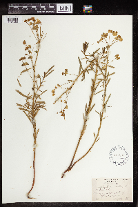 Euphorbia virgata image
