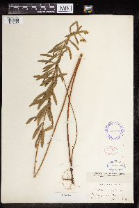 Euphorbia virgata image