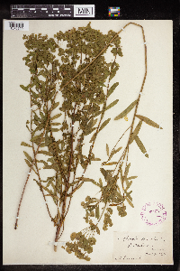 Euphorbia virgata image
