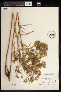 Euphorbia virgata image