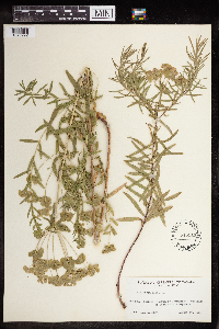 Euphorbia virgata image