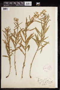 Euphorbia virgata image