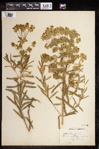 Euphorbia virgata image