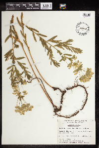 Euphorbia virgata image