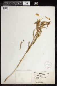 Euphorbia virgata image