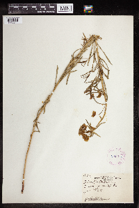 Euphorbia virgata image