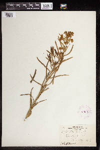 Euphorbia virgata image