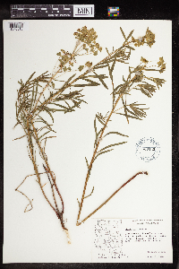 Euphorbia virgata image
