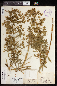 Euphorbia virgata image