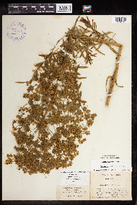 Euphorbia virgata image