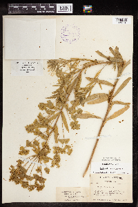 Euphorbia virgata image
