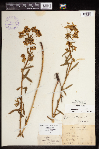 Euphorbia virgata image