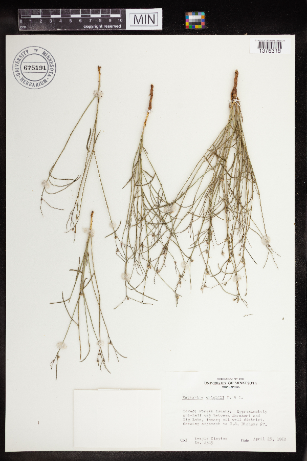 Euphorbia wrightii image