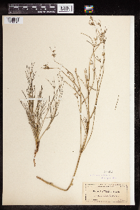 Euphorbia wrightii image