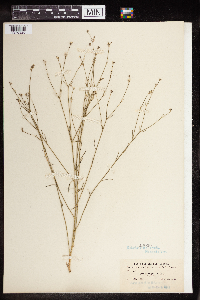 Euphorbia wrightii image