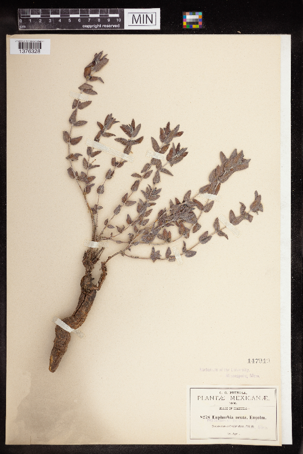 Euphorbia acuta image